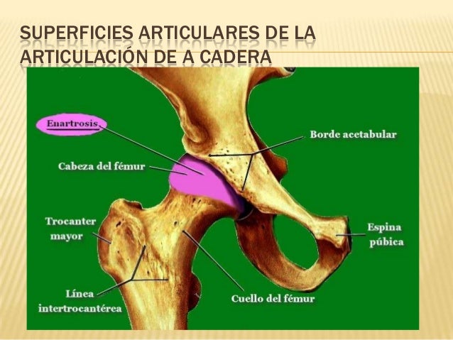 articulacion de la cadera